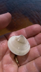 Dosiniinae