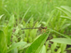 Platycnemis phyllopoda