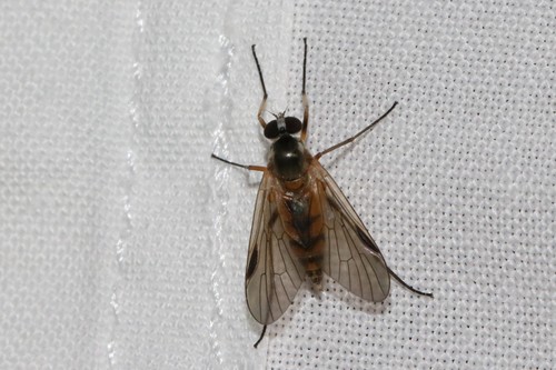 Small Fleck-winged Snipefly, 6874 Wolfheze, Nederland, photo 6 of 10