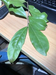 Siphonodon australis