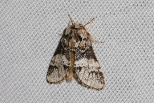 Marbled Brown, 6874 Wolfheze, Nederland, photo 8 of 10
