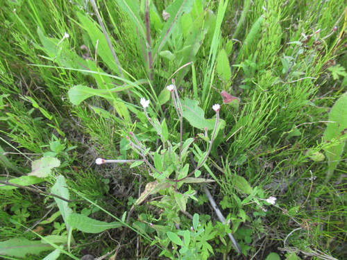 Epilobium fastigiatoramosum iNat (3)
