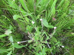 Epilobium fastigiato-ramosum