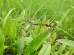Platycnemis phyllopoda
