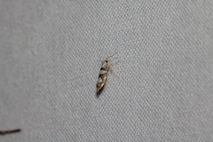 Argyresthia brockeella