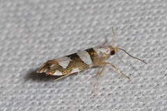 Argyresthia brockeella