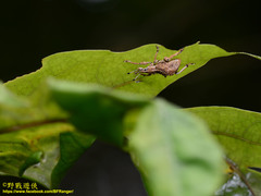 Dermatoxenus caesicollis