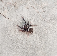 Salticidae