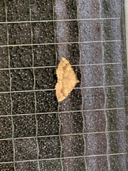 Camptogramma bilineata