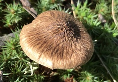 Inocybe australiensis