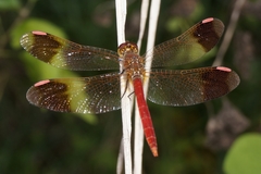 Sympetrum pedemontanum elatum