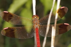 Sympetrum pedemontanum elatum