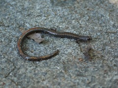 Batrachoseps major major