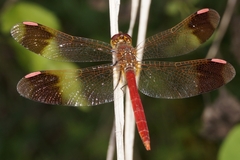 Sympetrum pedemontanum elatum