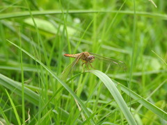 Crocothemis servilia mariannae