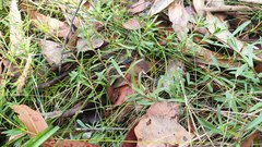 Hibbertia procumbens