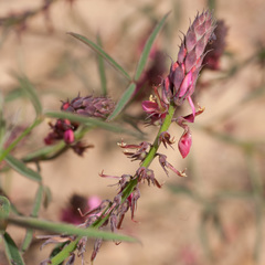 Indigofera venusta