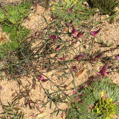 Indigofera venusta