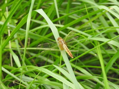 Crocothemis servilia mariannae