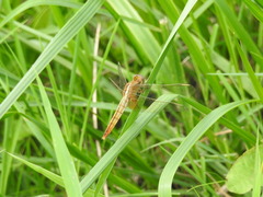 Crocothemis servilia mariannae