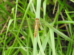 Crocothemis servilia mariannae