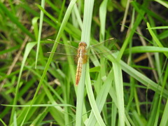 Crocothemis servilia mariannae