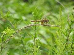 Crocothemis servilia mariannae