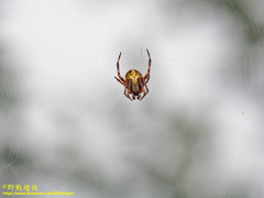 Neoscona adianta