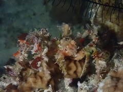Camposcia retusa