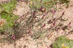 Indigofera venusta