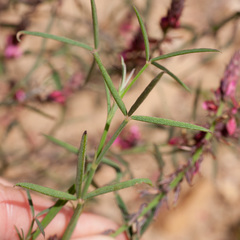 Indigofera venusta