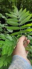 Sorbus aucuparia