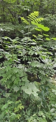 Sorbus aucuparia