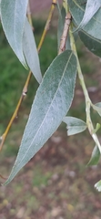 Salix alba