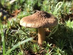 Inocybe australiensis