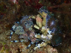 Cyclocoeloma tuberculatum