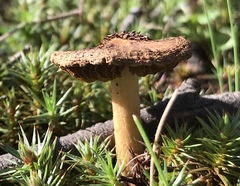 Inocybe australiensis