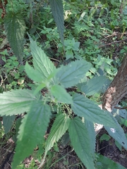 Urtica dioica