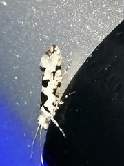Ypsolopha sequella