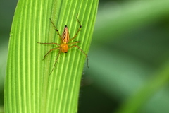 Oxyopes