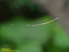 Ariamnes cylindrogaster