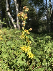 Solidago virgaurea lapponica