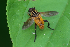 Syrphidae