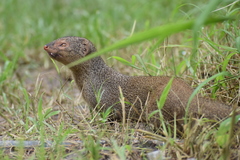 Urva auropunctata