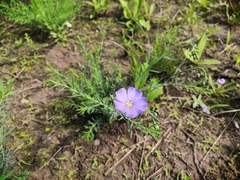 Linum komarovii
