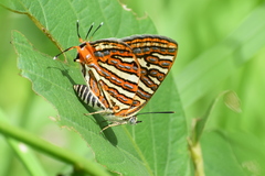 Cigaritis vulcanus