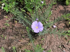 Linum komarovii