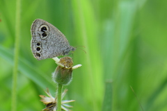Ypthima huebneri
