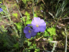 Linum komarovii