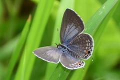 Luthrodes pandava